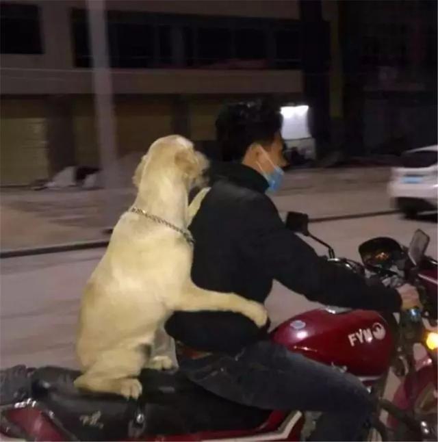 坐在摩托车后座的狗狗：主人，你再回头，就吓死狗狗了！