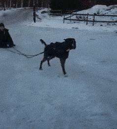 大冬天还要出去遛狗，是一种什么样的体验？