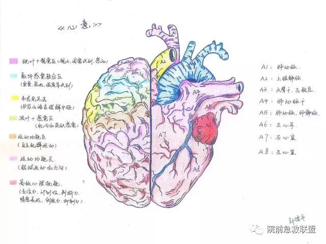 中南医学生解剖学手绘图走红网友被学医耽误的灵魂画手