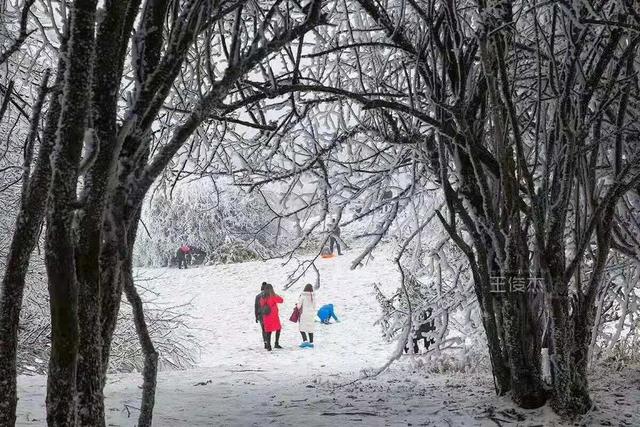 重慶竟藏著一個雪鄉，霧凇、雪景美哭了，距主城僅3小時 旅行 第12張