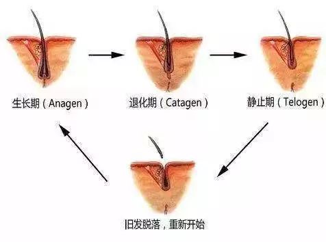 健康的毛囊应该是这样的↓↓