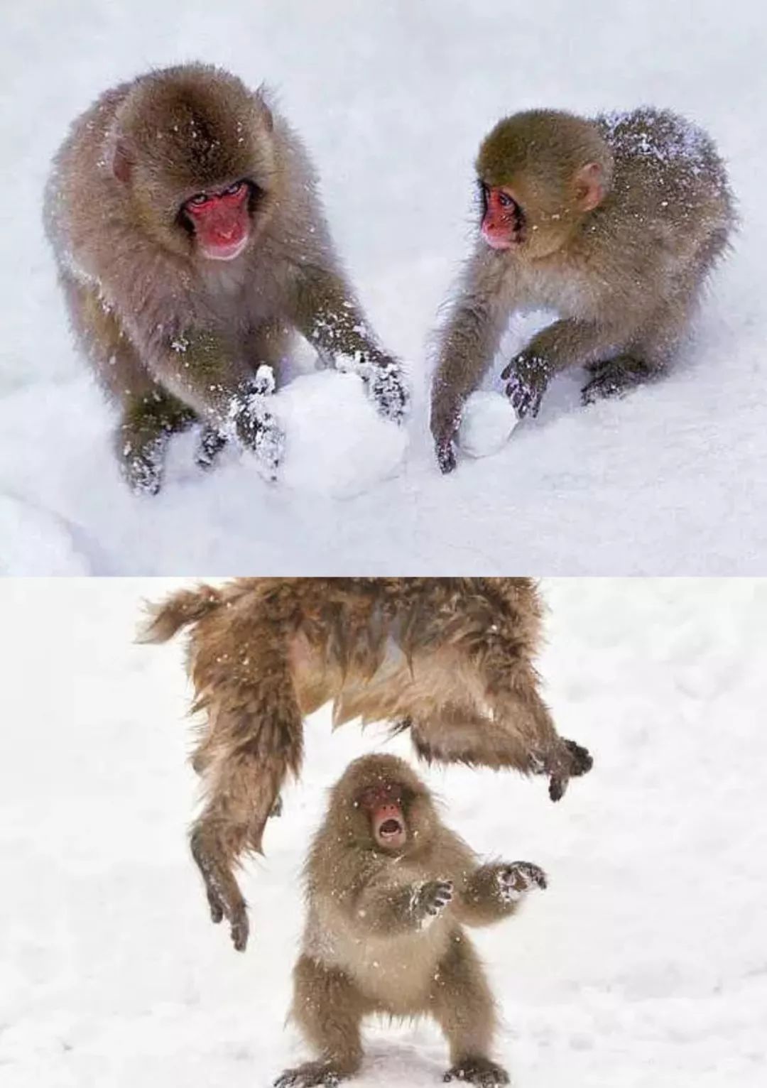 打雪仗的猴子们,超萌!