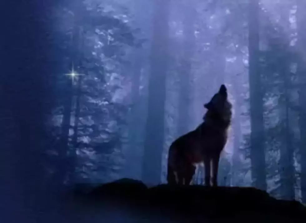 碑林路人 | 孤独的狼