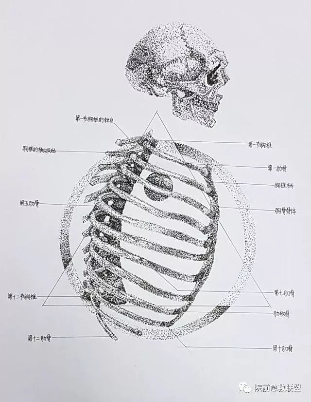 中南医学生解剖学手绘图走红,网友:被学医耽误的"灵魂