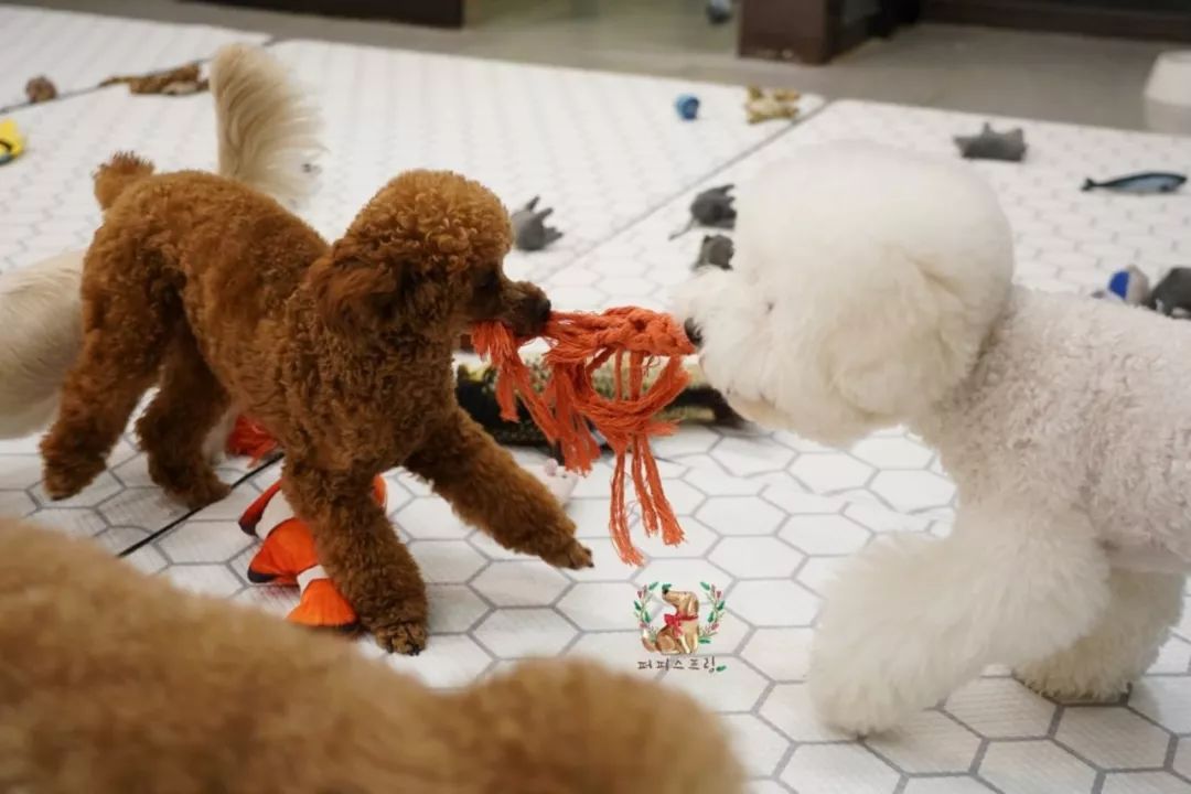 韩国一家名叫Puppy Spring的狗狗幼儿园，像极了小朋友的幼儿园