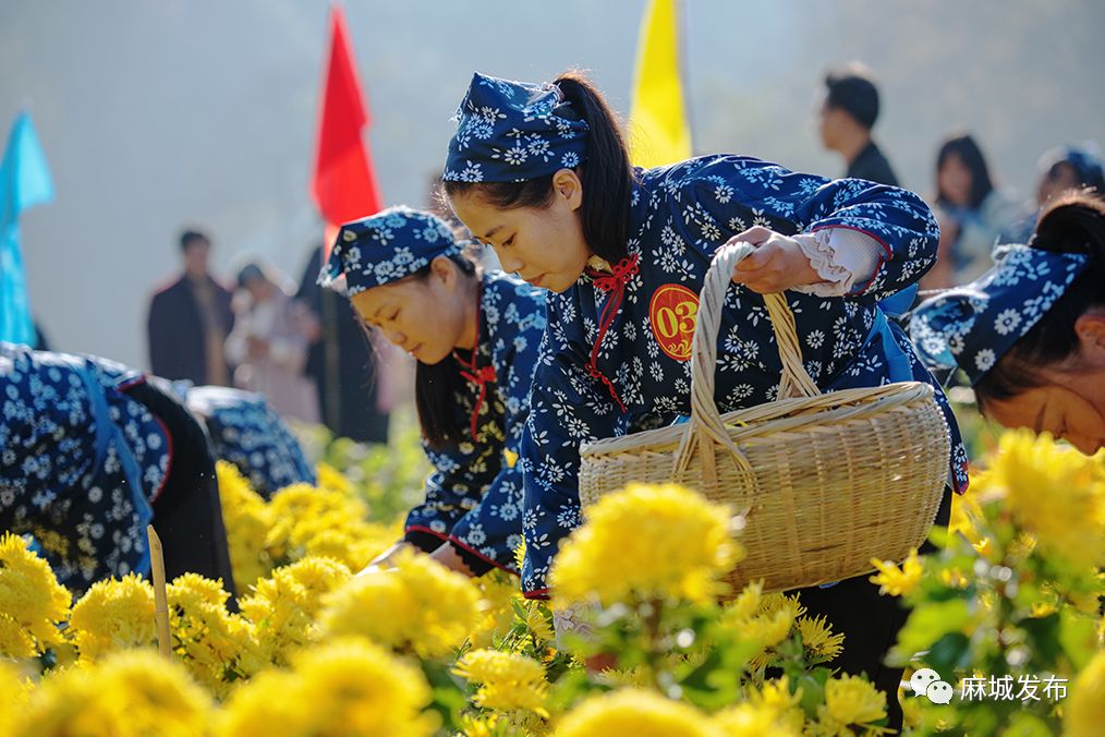 菊花加上她!是时候拿出来显摆了