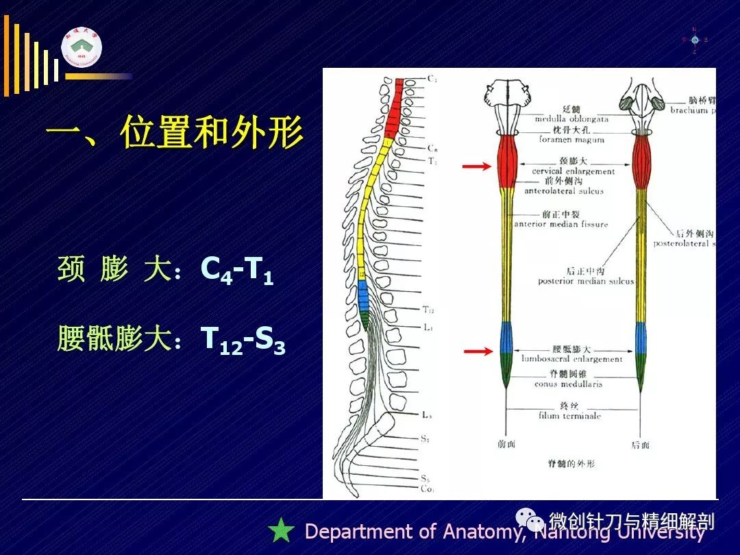 脊髓-精细解剖