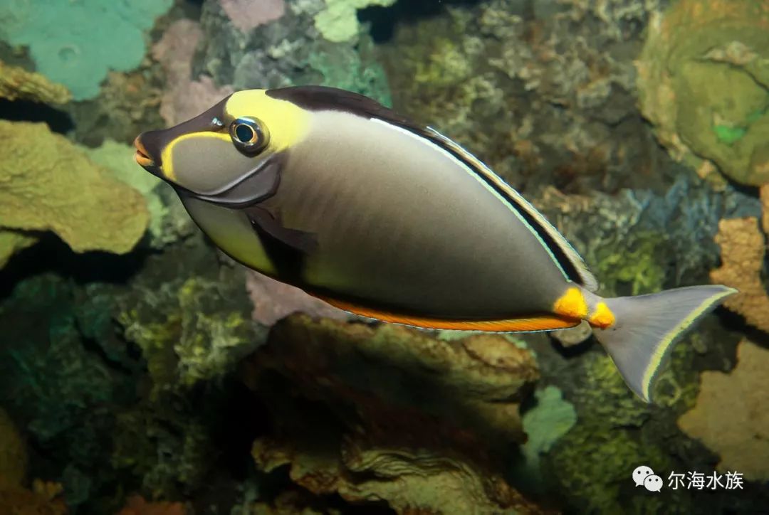 天狗吊变异双点吊,尔海水族很喜欢它眼睛的颜色.