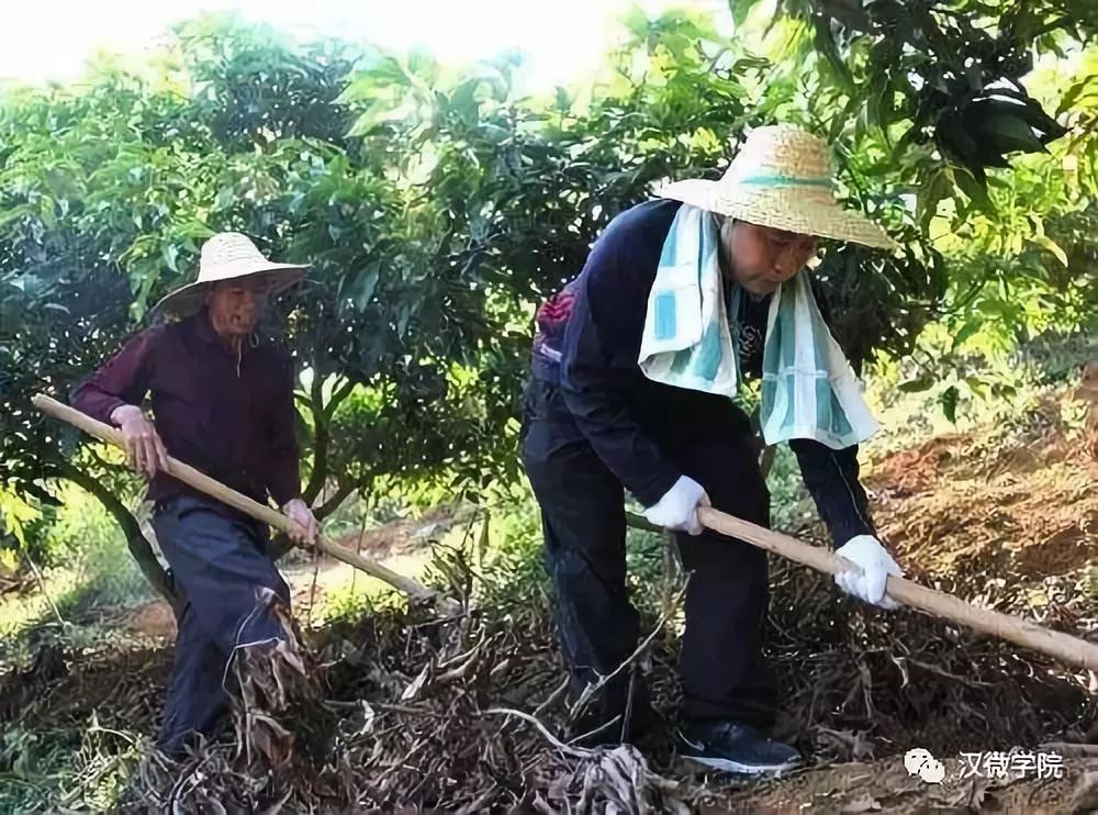 如补充肥料,适度修剪等,迅速恢复芒果树生长势;其次,能减少园区内病虫