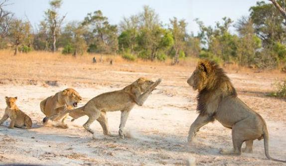 雄獅為食小獅子將母獅活活打死，一旁的母獅同伴做法讓人太感動 萌寵 第1張