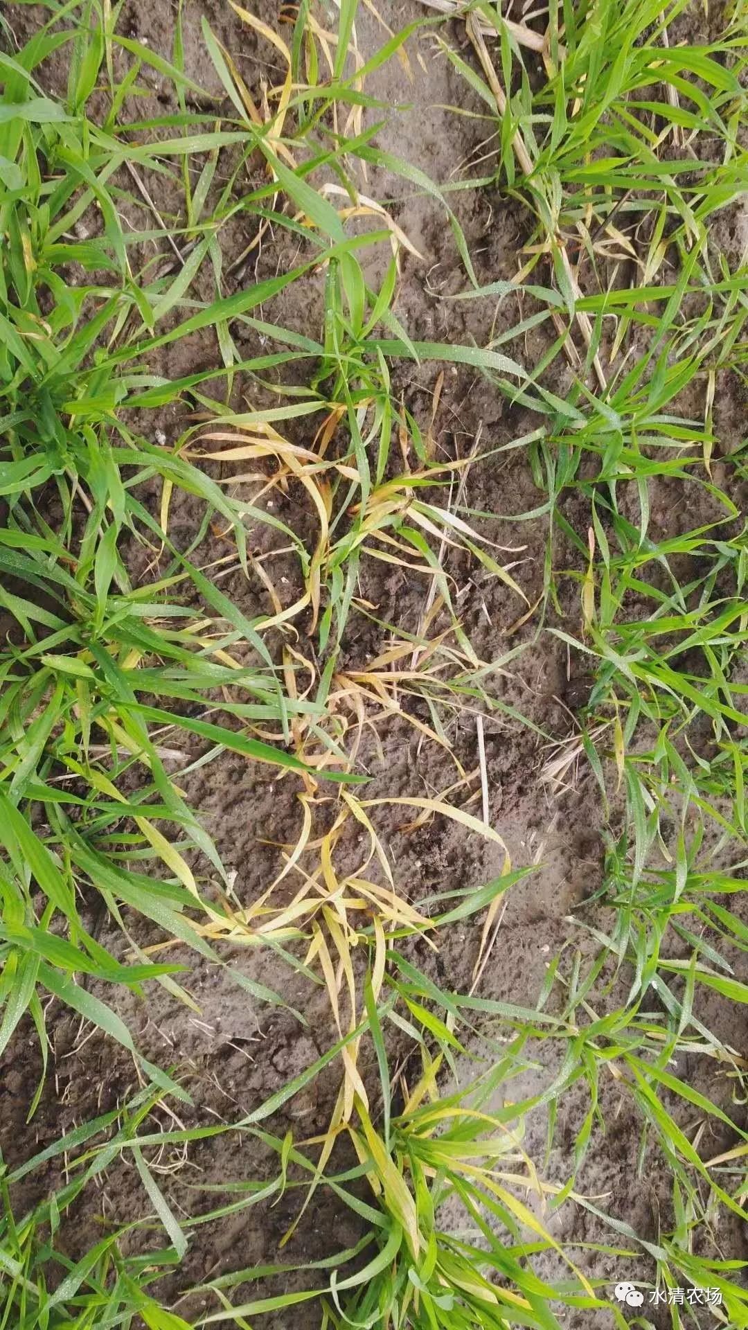 雨水多大面积麦苗发黄2019年小麦赤霉病水稻纹枯病将偏重发生