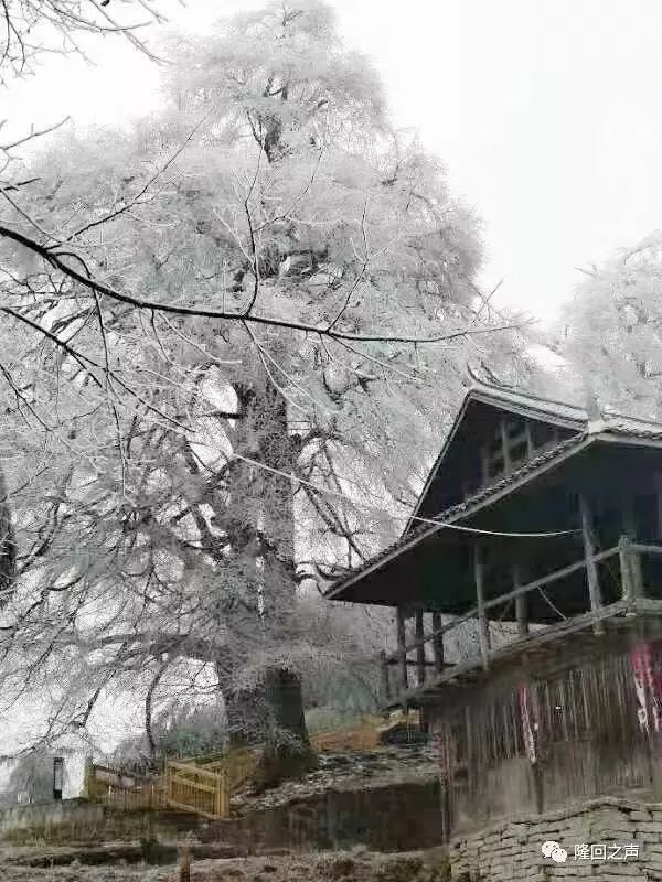 真的下雪啦快看看2018年最美雪景