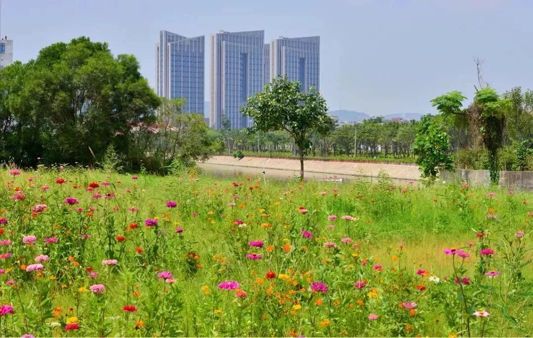 新阳主排洪渠两侧正在建设马銮湾带状公园,缀花草坪面积约有66000平方