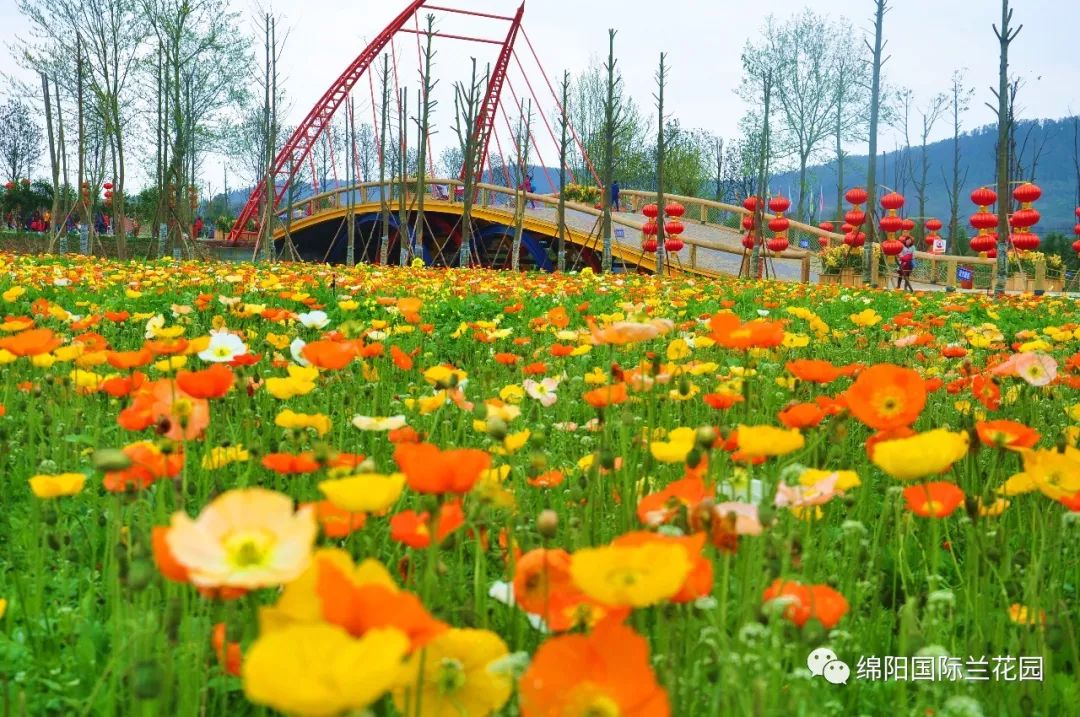 绵阳国际兰花园荣登四川十大赏花旅游目的地榜首文中有福利