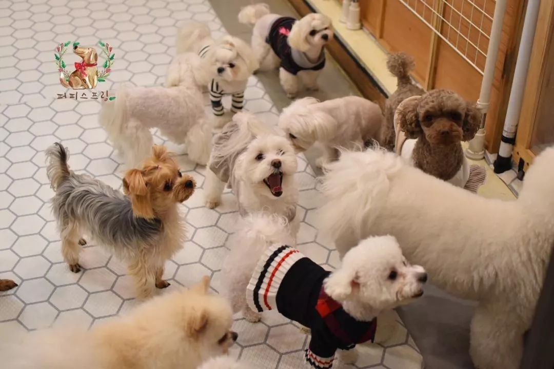 韩国一家名叫Puppy Spring的狗狗幼儿园，像极了小朋友的幼儿园