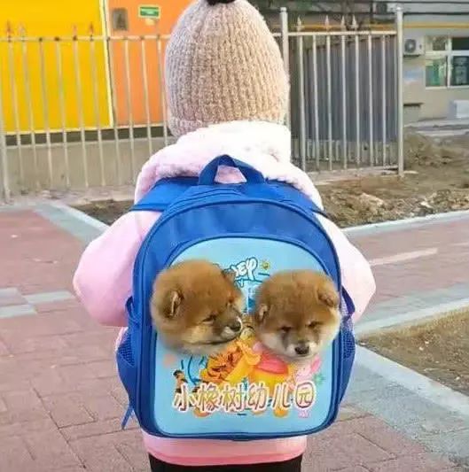 孩子背著「狗狗」去幼兒園，老師仔細一看，不相信自己的眼睛 萌寵 第3張