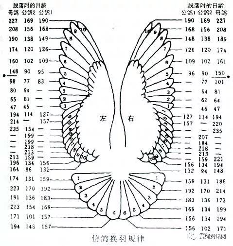 【信鸽小知识】黑暗换羽法
