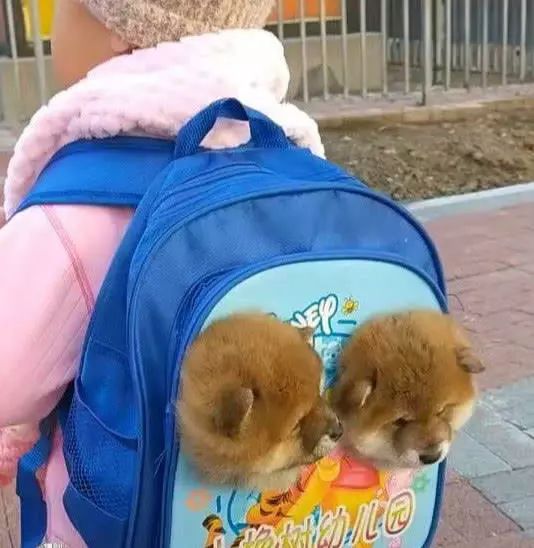 孩子背著「狗狗」去幼兒園，老師仔細一看，不相信自己的眼睛 萌寵 第2張