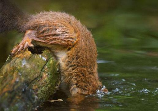 一只小松鼠盯著水裡看了一會一個猛子直接紮進去，原來就為了這 萌寵 第2張