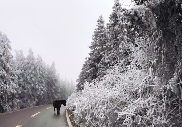 重慶竟藏著一個雪鄉，霧凇、雪景美哭了，距主城僅3小時 旅行 第11張