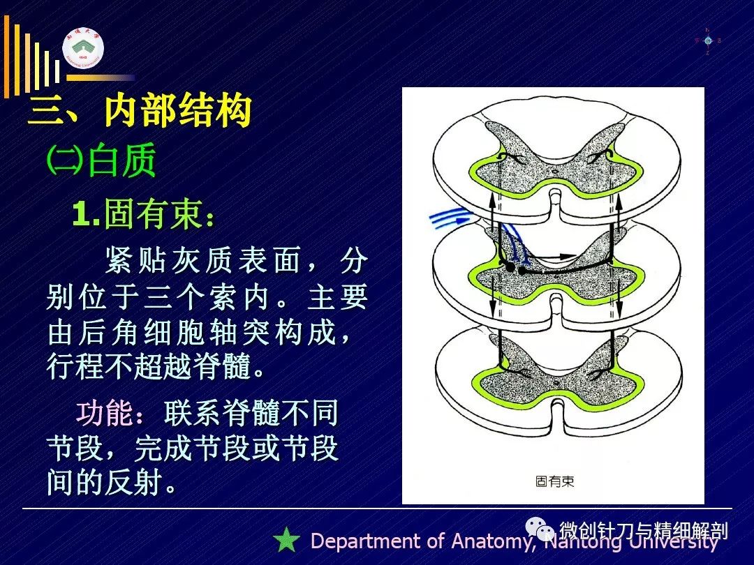 脊髓-精细解剖