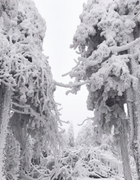 重慶竟藏著一個雪鄉，霧凇、雪景美哭了，距主城僅3小時 旅行 第5張