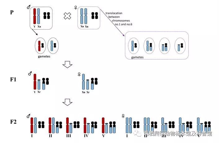 易位发生在x染色体上的后代核型理论推导图 返回搜