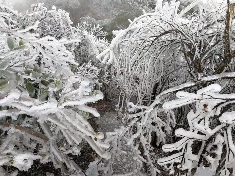 崇义初"雪",听雾凇落下的声音