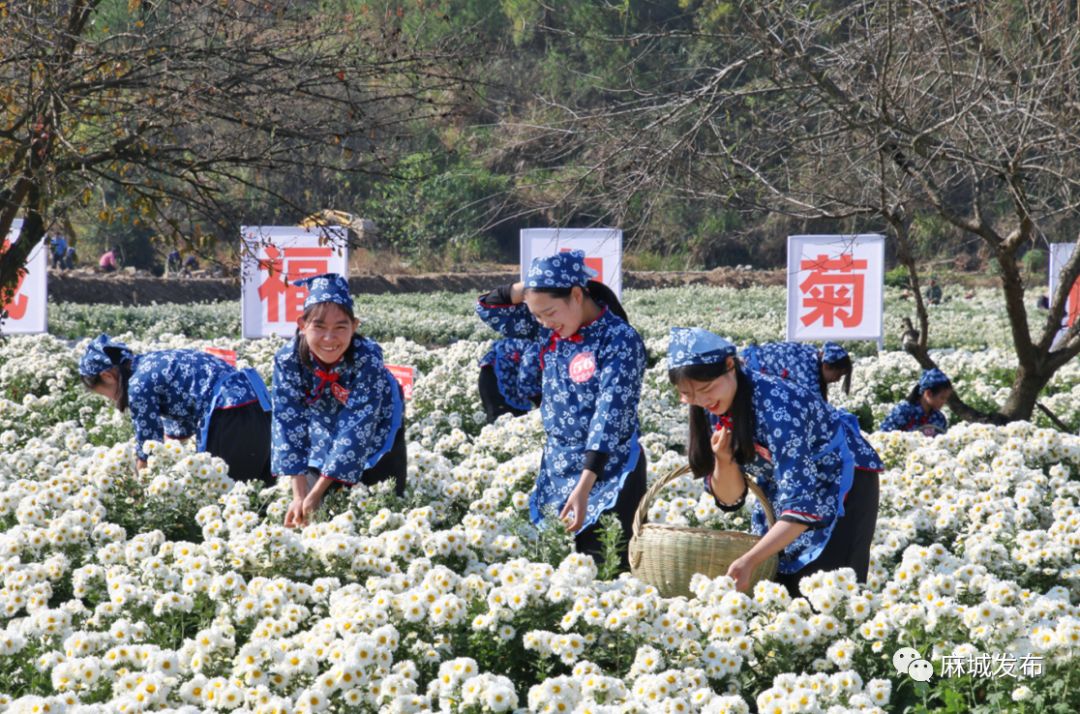 菊花加上她!是时候拿出来显摆了