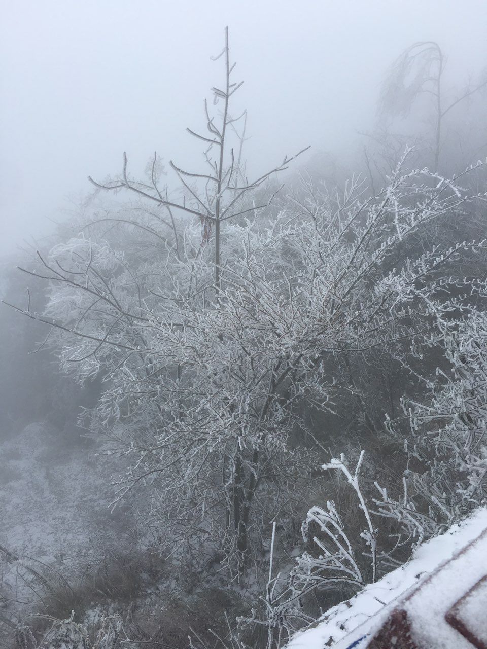 江油人足不出户赏雪景:观雾山初雪之美迷死人!