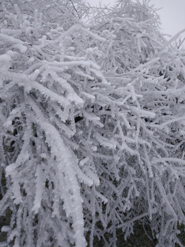 重慶竟藏著一個雪鄉，霧凇、雪景美哭了，距主城僅3小時 旅行 第6張