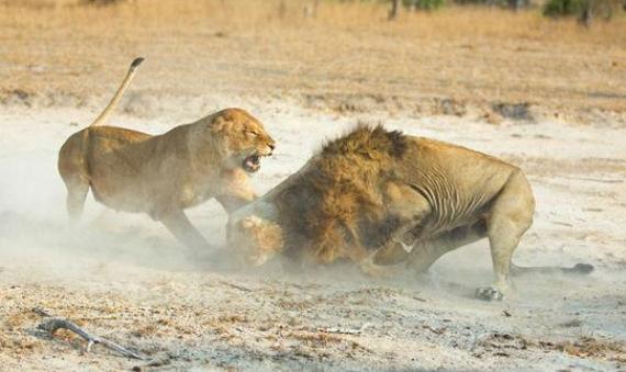 雄獅為食小獅子將母獅活活打死，一旁的母獅同伴做法讓人太感動 萌寵 第3張