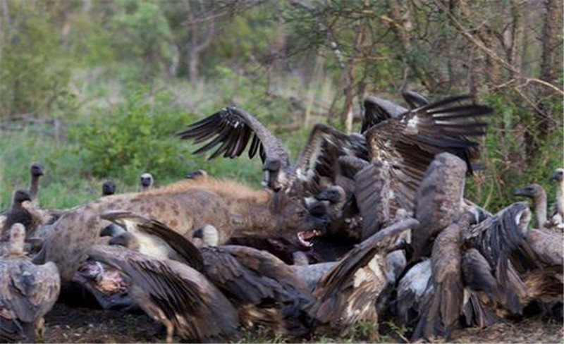 鬣狗見了禿鷲的食物兩眼放光，直接沖上和其一起搶奪，遭禿鷲鄙視 職場 第5張