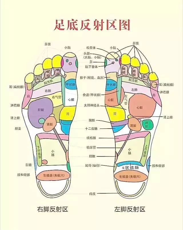 脚部是人体的第二心脏.脚虽然位于人体最低处,但它是人体的根本.