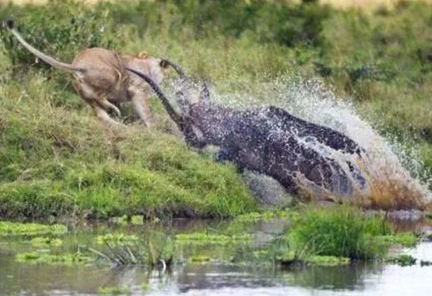實拍喝水的羚羊遭遇獅子偷襲，危急之時，羚羊一招讓結局大反轉 職場 第3張