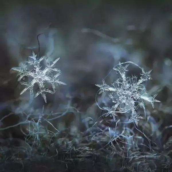 去瞧瞧雪花的"真面目"吧~不了解也没关系你们有见过雪花真正的样子吗?