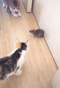 老鼠:不敢动不敢动,喵:我现在不吃你感动不?老鼠:感动,非常感动