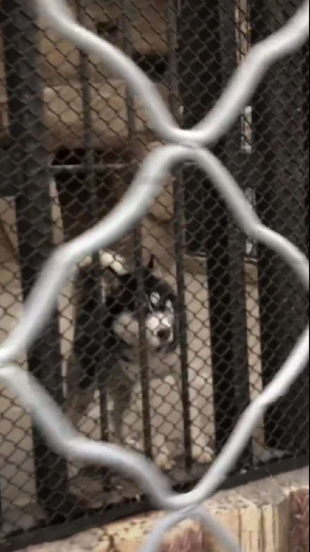 朋友去動物園看狼，把狼的圖片發給我鑒定，我：這票不虧 職場 第2張