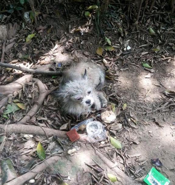 「吉娃娃」堅持在樹下等主人，結果一星期後：這死鬼又去哪浪了 職場 第1張