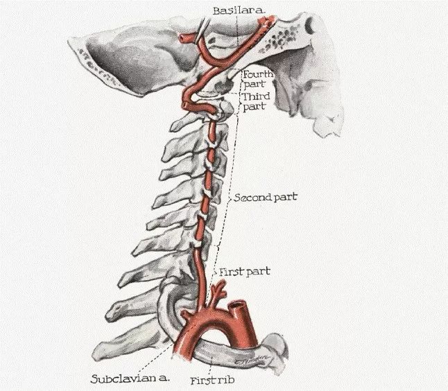 【推荐】椎动脉走形图谱(二)