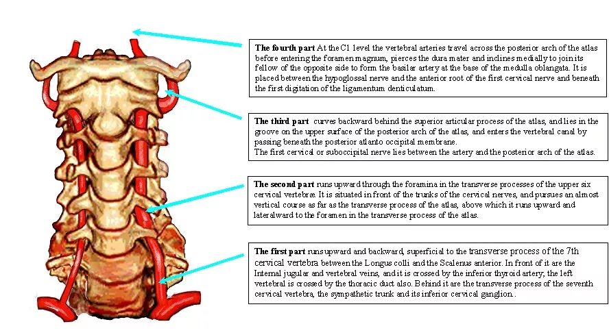 【推荐】椎动脉走形图谱(二)