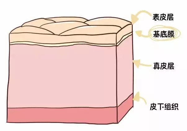 皮肤主要分为 表皮层和 真皮层