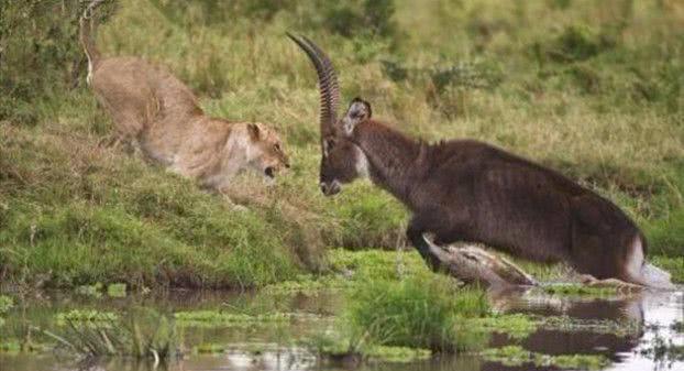 實拍喝水的羚羊遭遇獅子偷襲，危急之時，羚羊一招讓結局大反轉 職場 第2張