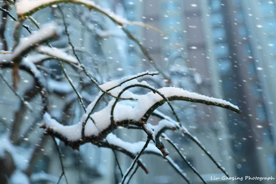 雪花飘飘北风萧萧瑞雪过后御花园银装素裹雪景实拍恭请鉴赏