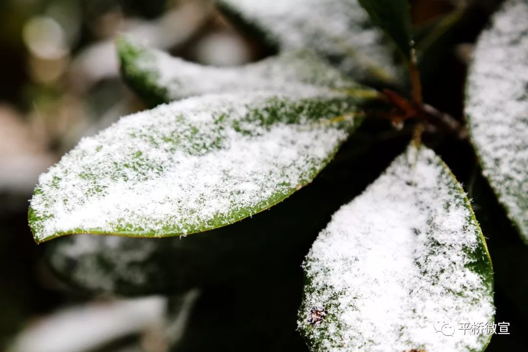 视觉志▏一场薄雪不成敬意