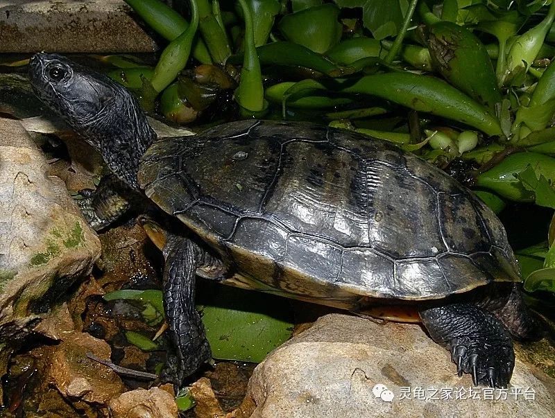 黑珍珠巴西龟蜜蜂巴西龟无壳巴西龟莫华克巴西龟派巴西龟双头巴西龟