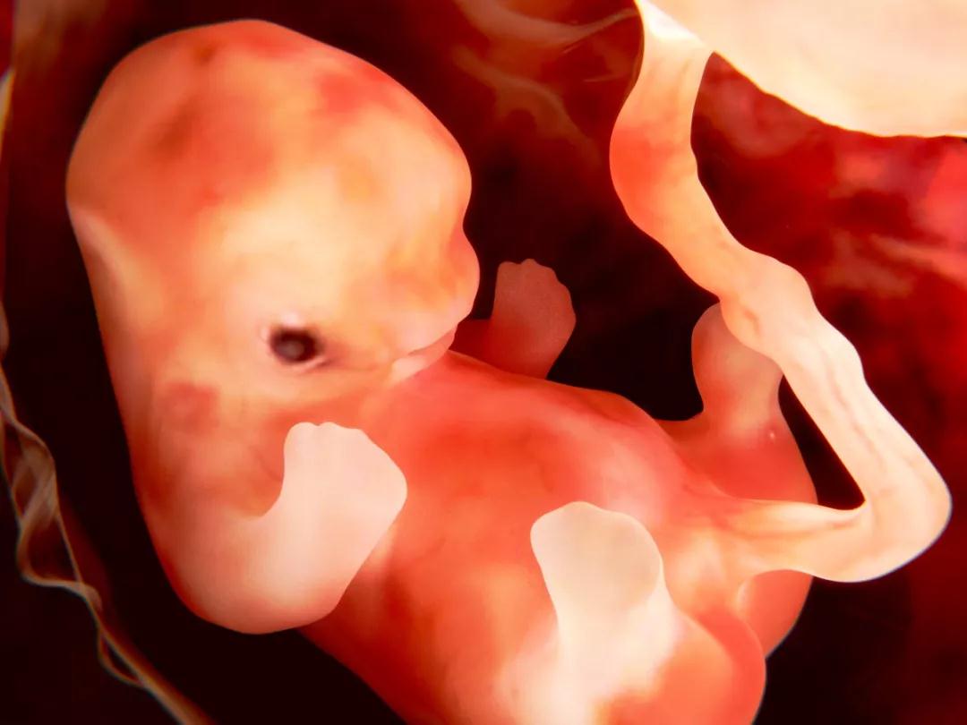 孕11周:胎儿长到3.62cm,胎儿各器官进一步发育,胎盘发育.