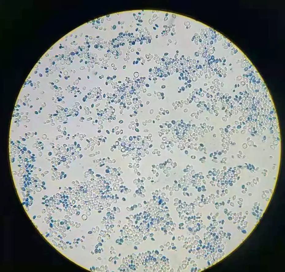 农大印象丨一菌一物一世界显微镜下别样美