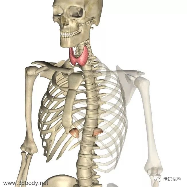 高清人体三维解剖图--白骨观、不净观可以参考观照
