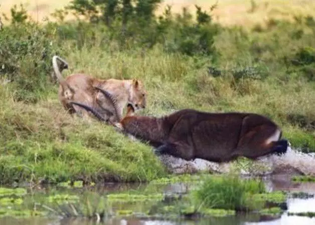 實拍喝水的羚羊遭遇獅子偷襲，危急之時，羚羊一招讓結局大反轉 職場 第4張